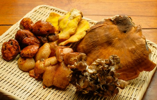 山の幸。松茸、ポルチーニをはじめ、市場に出ない希少種も