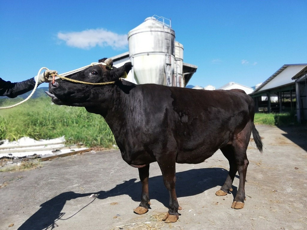 『いぶさな牛』は畜産王国・宮崎県でのびのびと育てられています