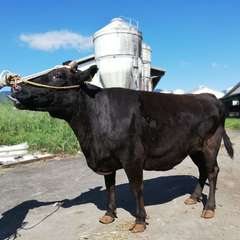 超貴重なブランド「いぶさな牛」