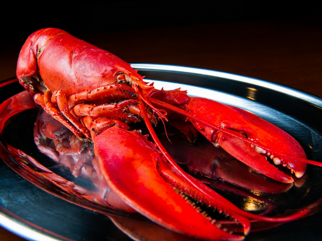 ロブスター単体