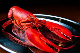 ロブスター単体
