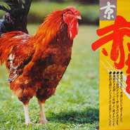 豊かな自然の中で手塩にかけてかけて飼育される「京赤地どり」。専用配合の飼料のみを与えられ、ストレスの少ない環境で育ちます。余分な脂肪が少なく味に深みがあるのが特徴。歯ざわりも良く、焼き・刺し・揚げなど、どんな調理でもおいしく味わえるのも魅力です。新鮮さにとことんこだわり、極力新鮮な朝引きのみを取り扱っています。