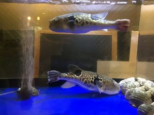 和粋食處 春日