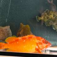 店内のいけすには厳選して仕入れた伊勢海老、渡り蟹、カワハギ、アカハタ、アコウ、イシガキダイなどが泳いでおり、注文が入ってからその魚に合った料理法で提供してくれます。釣った魚の持ち込みもOKだとか。