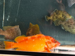 天然の活魚にこだわり、確かな目利きで厳選仕入れ