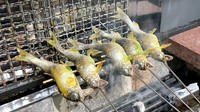 【期間限定】琵琶湖の泳ぎ鮎と淡路の鱧 ご堪能コース