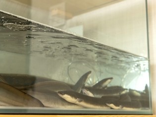 状態の良いものを厳選し、生きたまま仕入れる「うなぎ」