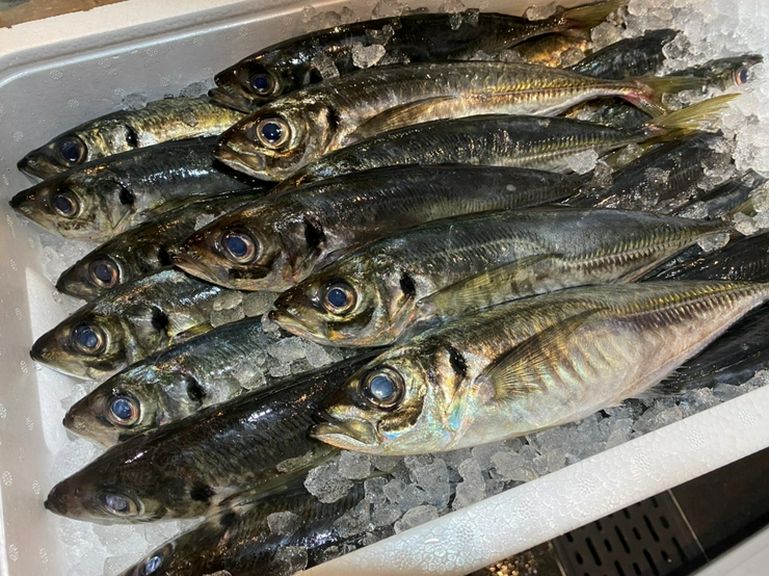 鮮魚あります。