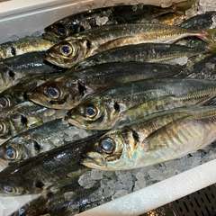 鮮魚あります。