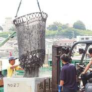 水揚げされたばかりの鮮魚を漁港から直接買い付け