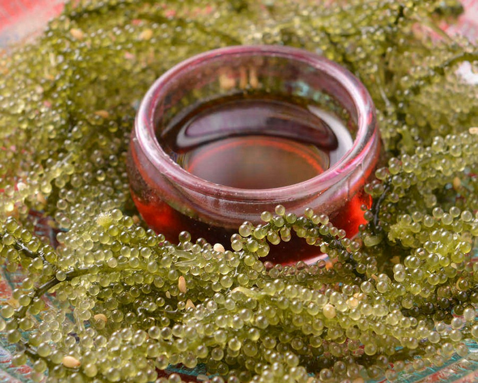 水槽揺らめく海ぶどう