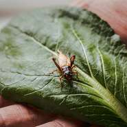 コオロギは食用として国内で丁寧に養殖されている2種を使用。力強い旨みのフタホシコオロギ、上品な風味のヨーロッパイエコオロギを用い、養殖時の餌など育て方の段階から関わり、より魅力的な味に仕立てています。