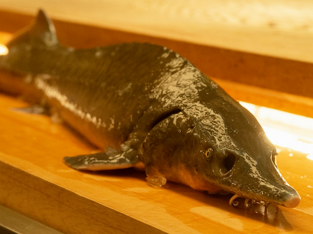 仕入れたチョウザメは卵も身も活用			