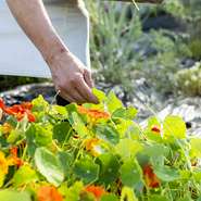 毎朝収穫した畑の恵みと向き合いながら、シェフが紡ぎ出すコースは『和歌山風味』。都会ではなかなか口にできない食材も自由自在に取り入れ、「野菜ってこんなにおいしいんだ！」と、心も体も癒やされます。