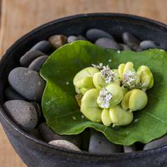 『マイクロウェーブ　ナスタチウム　コリアンダーの花』