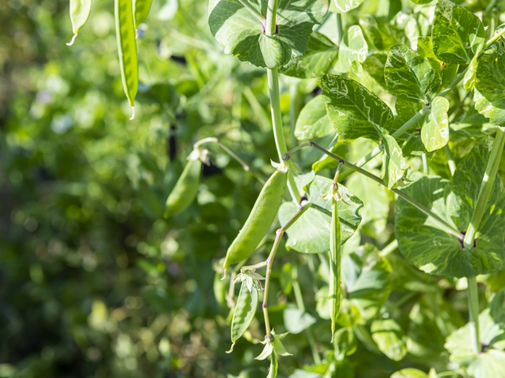 レストランの周囲にある畑から、その日収穫した食材でつくる