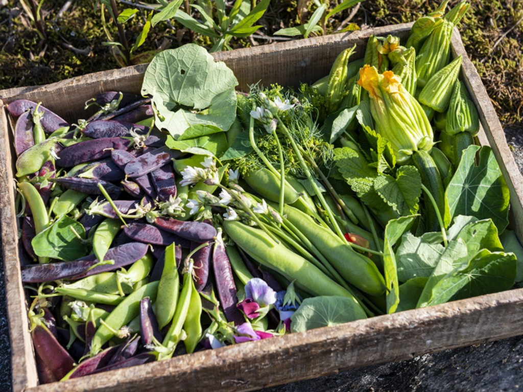 四季折々、多品種の野菜やハーブ、フルーツが実る自慢の自家菜園