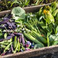 毎朝５時からの収穫はマダムが担当。その日とれた野菜と向き合いながら『和歌山風味』のコースを組み立てます。都会ではなかなか食べられない新芽や花びらなども積極的に使い、食材がもつパワーを伝えています。