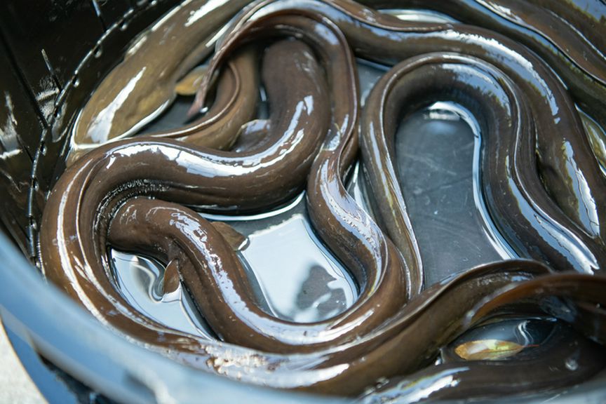 店主がこだわり抜いた厳選鰻や、四季折々の野菜を楽しむ