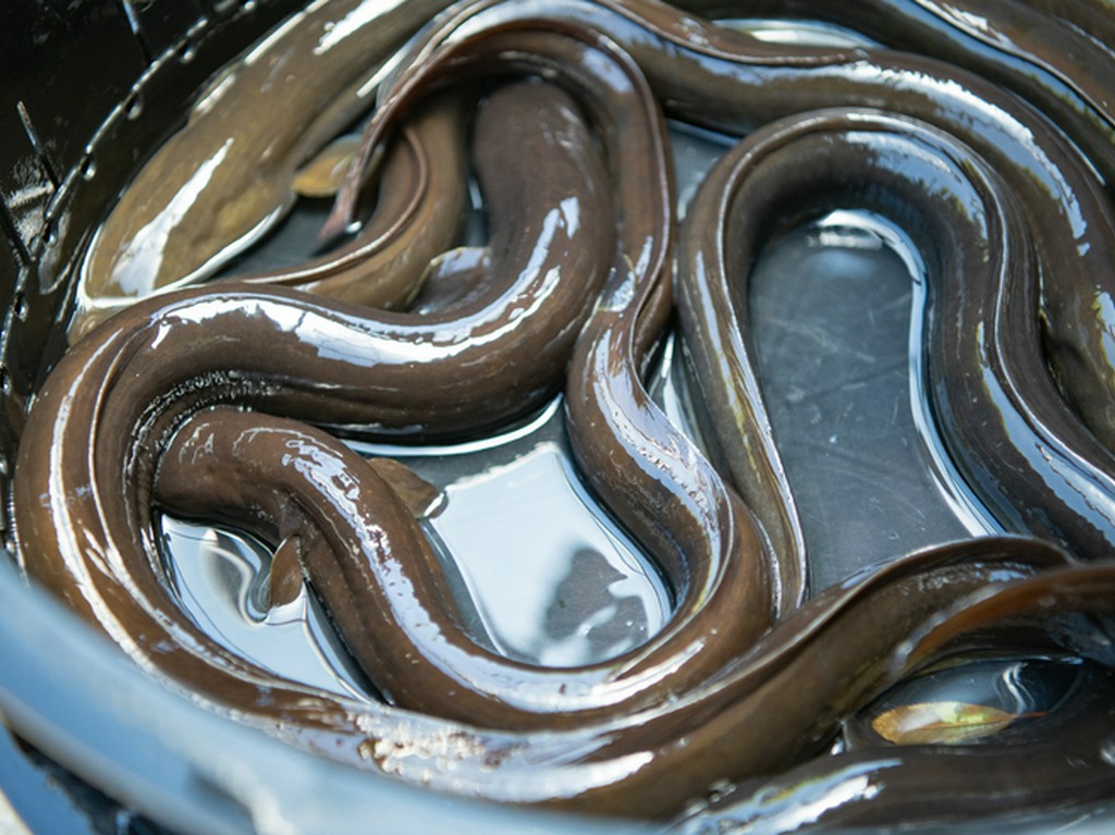 店主がこだわり抜いた厳選鰻や、四季折々の野菜を楽しむ