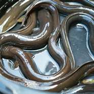 鰻は、浜名湖や神奈川の酒匂川で獲れるなかから質が良いものを店主が厳選。鰻だけでなく、季節野菜や調味料にもこだわっており、鰻と組み合わせることで料理に四季の彩りを映し出す工夫を施しています。