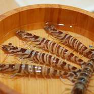 店で使うほとんどの材料が地元産です。南蛮エビやアワビなど、つまみやにぎりに使う鮮魚は、ほぼ新潟産。シャリは妙高産の寿司米「笑みの絆」を妙高から取り寄せた伏流水で炊き、村上「岩船酢」を合わせます。