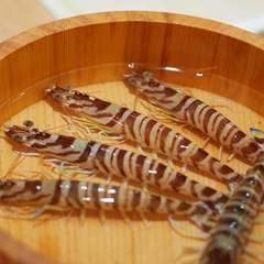 魚介のみならず、寿司米や調味料まで地元産にこだわる