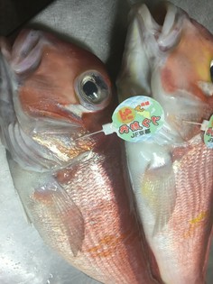 フレンチと相性がいい、日本海の魚介を使用