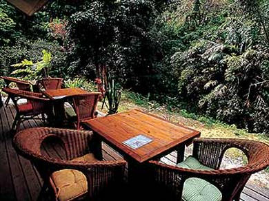 目の前には森が広がるテラス席