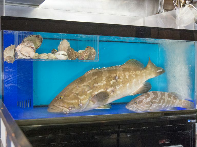 「幻の魚」を堪能できる『クエ鍋』