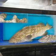 淡白な味なのに脂が乗って旨いクエ。漁獲量が少なく一般の市場に出回らないため「幻の魚」と呼ばれています。当店では島根県・浜田港から直送で仕入れてご提供。刺身、あらだきでもお楽しみいただけます。