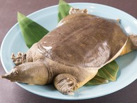 刺身・唐揚げ・鍋・雑炊で、すっぽんの肉のプルプル食感と旨みたっぷり濃厚スープを満喫するコースです。一匹で2人～3人前。