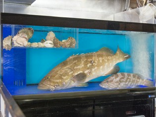 旨みが凝縮した『熟成クエの刺身』