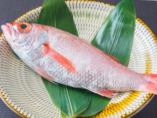 特に旨い浜田産「のどぐろ」を直送仕入れ