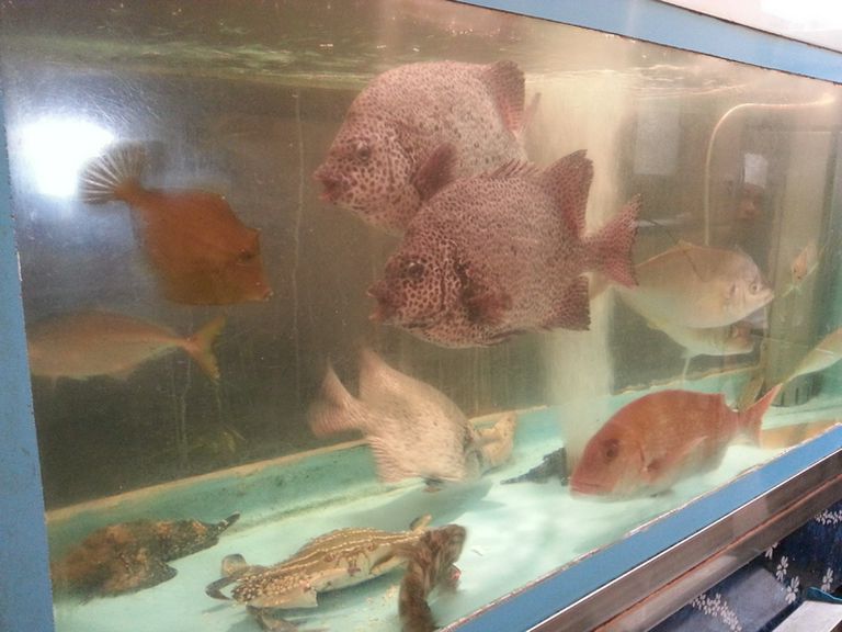 新鮮なさかなたち