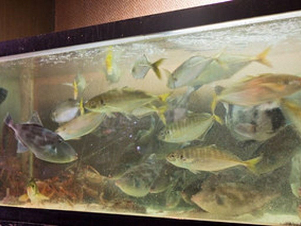 お刺身３種盛り合せ　（日替わり）