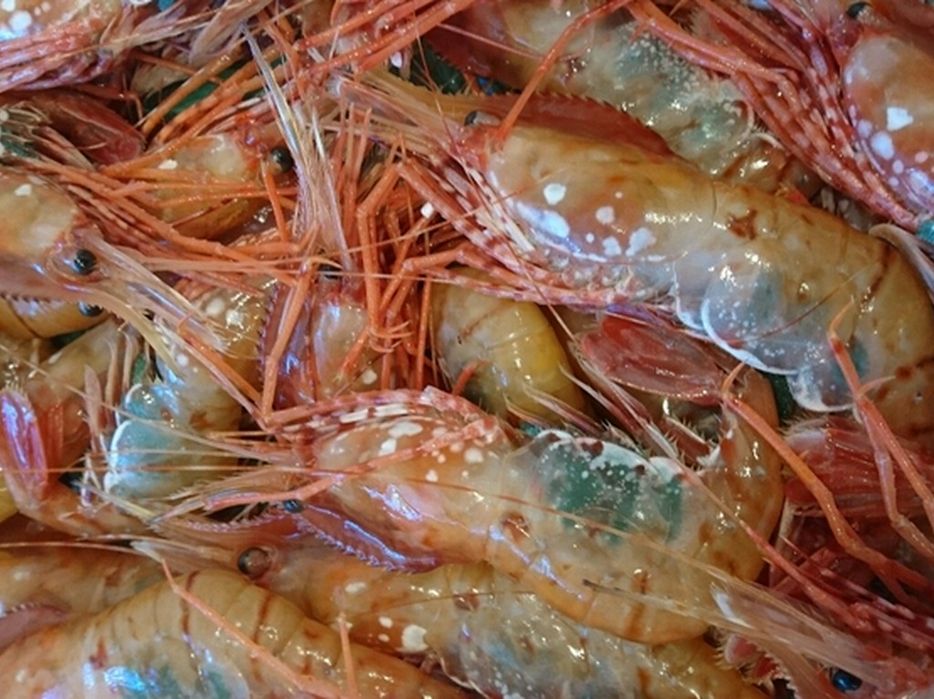 お刺身から握りまで人気のボタンエビ