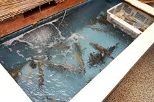 ※　２名様～　4～5日前までの要予約