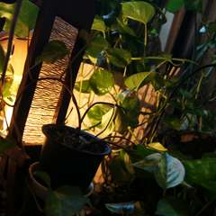 心落ち着く店内の植物