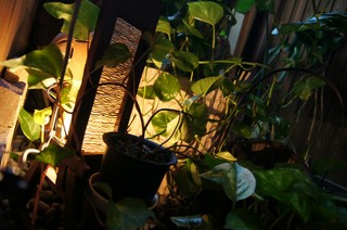 心落ち着く店内の植物