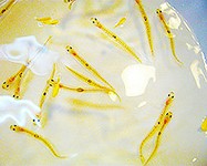 早春を告げる！喉越しを楽しんで頂ける粋な逸品