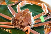 11月から始まる蟹料理。12月までは香箱蟹も楽しめ、
1月から3月は雄の松葉蟹をお手配致します。
1尾で2名様の量です