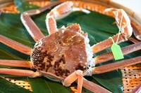 11月から始まる蟹料理。12月までは香箱蟹も楽しめ、
1月から3月は雄の松葉蟹をお手配致します。
1尾で2名様の量です