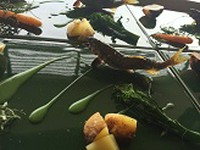 稚鮎から成魚まで、さまざまな鮎料理をお楽しみください。タイミングが合えば、活鮎・全国から届く天然鮎は格別