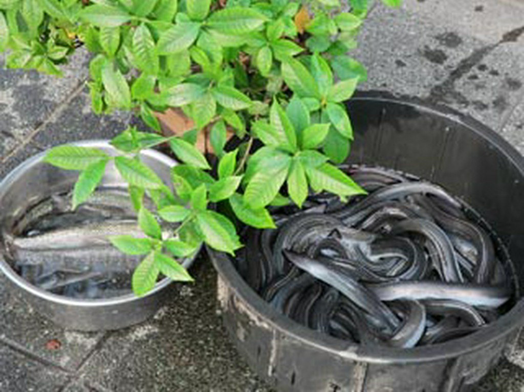 活きた鰻をその場で調理