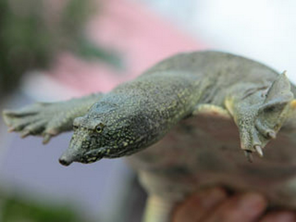 活きのいいスッポンです