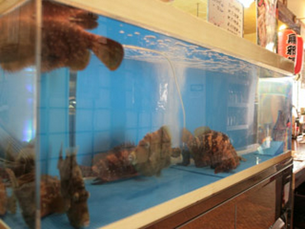 地元で捕れた新鮮な天然魚たちが泳いでいます。