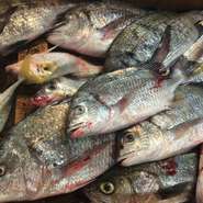 1998年9月以来、市場に通い、それぞれ季節の新鮮な魚介類を、仕入れています。
