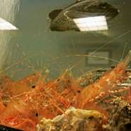 季節により、活ボタン海老が入荷することも。