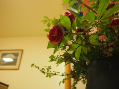 四季を彩る生花と日本画が印象的な大小6部屋の個室